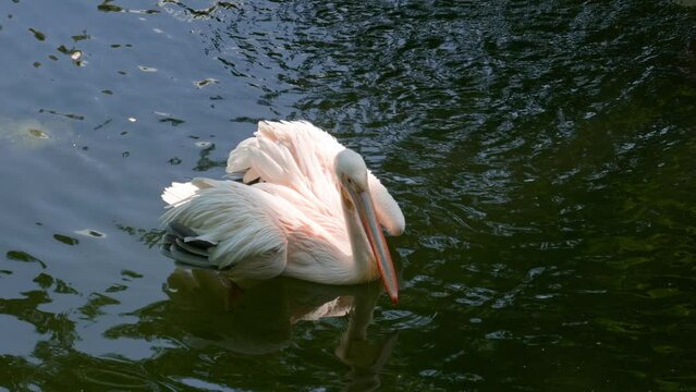 exotic birds: Pelicans on the water relaxing
