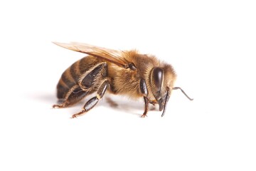 Bee on white background