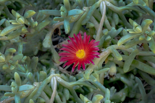 Red Wild Flower. Malephora crocea. ice plant family known by the common name coppery mesemb and red ice plant