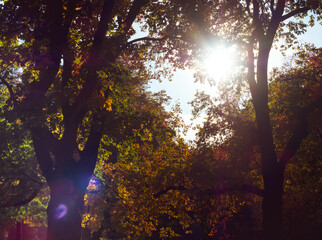 Gorgeous autumn scenery of picturesque autumn forest with lots of warm sun