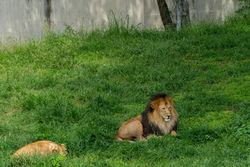 lion and lioness sitting resting on the grass, zoo mexico