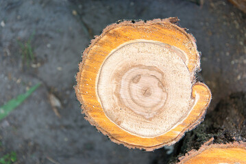 wood cut in an open tree