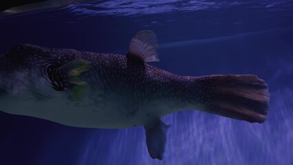 Exotic fish: poisen fugu fish in aquarium