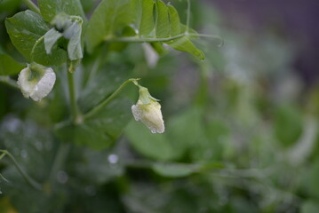 raindrops on a pea leaf, rain, outdoors, leaf, drop, after rain, water, water drop, water reflection, climate, flower petals, brace, drizzle rain, weather, white rose, butterfly peas, light reflection