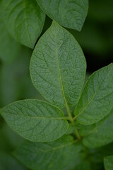 potato bushes, green young leaves potato close-up, leaf veins, stems of a nightshade plant, against the background of black soil, background, organic vegetable garden