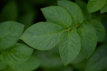 potato bushes, green young leaves potato close-up, leaf veins, stems of a nightshade plant, against the background of black soil, background, organic vegetable garden