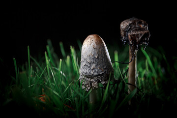The shaggy ink cap of dung mushroom. White coprinus comatus. Dark background. Beauty in nature....