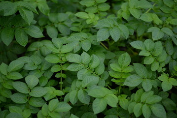 potato bushes, green young leaves potato close-up, leaf veins, stems of a nightshade plant, against the background of black soil, background, organic vegetable garden