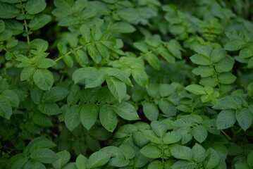 potato bushes, green young leaves potato close-up, leaf veins, stems of a nightshade plant, against the background of black soil, background, organic vegetable garden