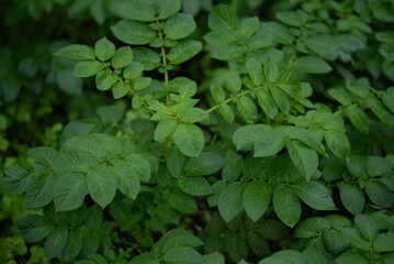 potato bushes, green young leaves potato close-up, leaf veins, stems of a nightshade plant, against the background of black soil, background, organic vegetable garden