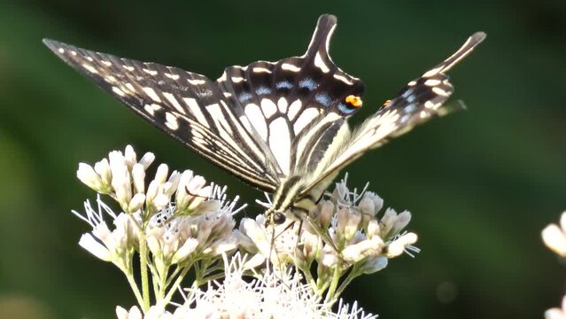 アゲハ蝶の蜜探索