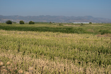 The corn grew in the field, the corn in the blue sky. Mountains in the background