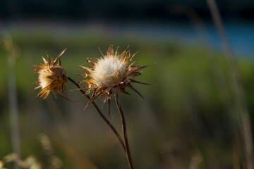 dry centaurea solstitialis. Selective Focus dry flower