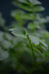 potato bushes, green young leaves potato close-up, leaf veins, stems of a nightshade plant, against the background of black soil, background, organic vegetable garden