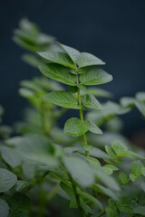 potato bushes, green young leaves potato close-up, leaf veins, stems of a nightshade plant, against the background of black soil, background, organic vegetable garden