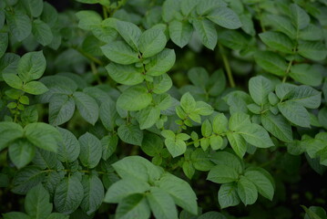 potato bushes, green young leaves potato close-up, leaf veins, stems of a nightshade plant, against the background of black soil, background, organic vegetable garden
