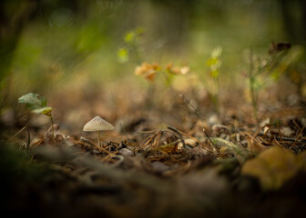 Pilze 2