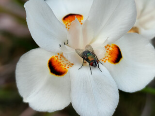 insect fly on flower