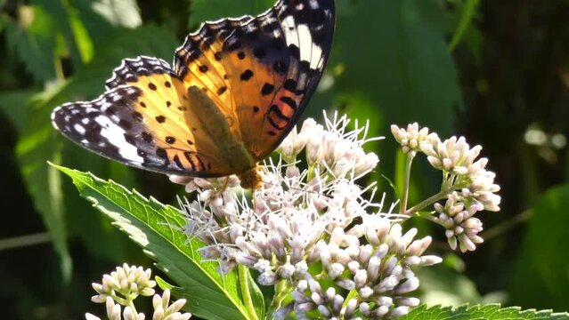 蜜を探る蝶々