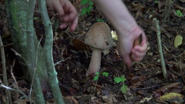 Woman picking Blusher fungi (Amanita rubescens) growing in the forest