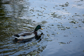 a beautiful duck in the nature park in autumn among the linden leaves in the river