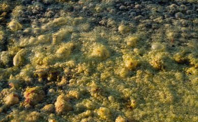 Dense layer of green algae on a pond