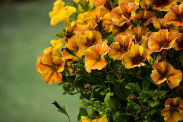 Orange petunia flowers close up in the afternoon