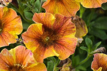 Obraz premium Orange petunia flowers close up in the afternoon