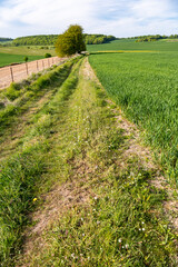 Fototapeta na wymiar Chemin de randonnée au milieu des champs en pays de Bray en Normandie