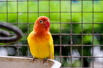 Budgerigar (Melopsittacus undulatus) Small Bird in the Cage. Budgie or Parakeet is a long tail, seed eating mimicry talking shell parrot in genus Melopsittacus