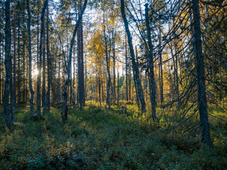 Autumn forest illuminated by the setting sun in the Republic of Karelia, Northwest Russia