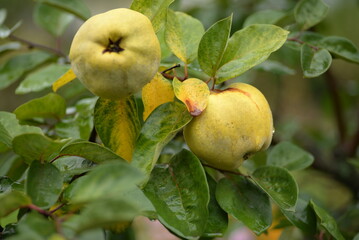 ripe yellow fruits of quince on a branch of a tree leaves of green color,  yellow shaggy apples of common quince on a tree in autumn close-up, part of a tree with fruits in the garden, autumn harvest 