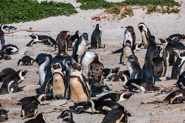 Boulders Beach Penguin Colony. Penguins resting on the rocks and sand. Black footed penguins.