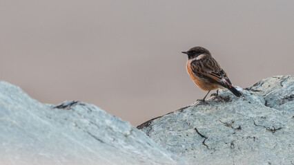 Male European stonechat (Saxicola rubicola) at the beach, Yorkshire, UK