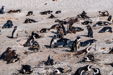Fototapeta premium Boulders Beach Penguin Colony. Penguins resting on the rocks and sand. Black footed penguins.