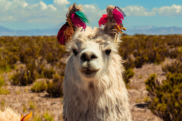 Andean llama from the Jujuy highlands