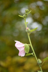 Fototapeta premium pink mallow flowers pink red large out of focus beautiful abstract colors on green background purple Sudanese rose, hibiscus after the rain in raindrops yellow autumn colors buds branchesafter rain 