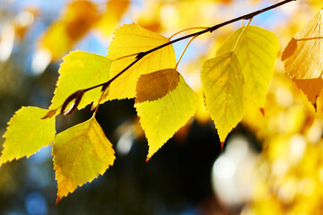 background with autumn yellow birch leaves in sunny day