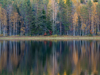 Naklejka na ściany i meble Trees are reflected in the lake water in autumn in Karelia, northwest Russia