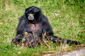 Fototapeta premium Spider Monkey