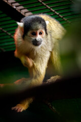 Squirrel Monkey