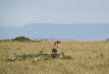 Cheetah on a mound with cubs at Masai Mara, Kenya