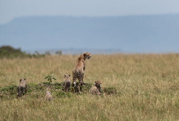 Cheetah observing the surrounding along with cubs at Masai Mara, Kenya