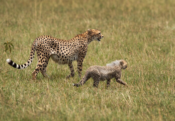 Cheetah with cub at Masai Mara, Kenya
