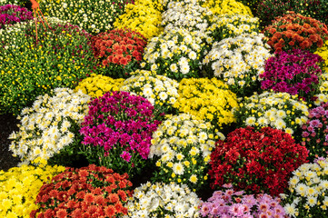 many flowering chrysanthemums in the garden market