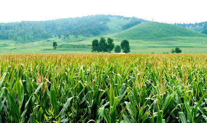 Landscape view of a corn field