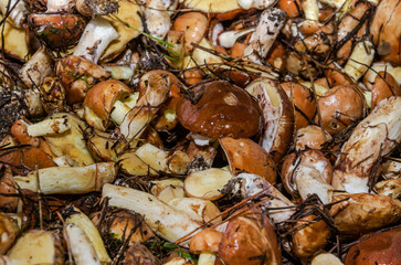 Freshly harvested forest mushrooms Suillus family Boletaceae	
