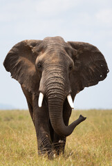 Obraz na płótnie Canvas A portrait of a majestic elephant at Ambosli national park, Kenya