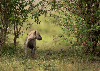 A subadult Hyena in the bushes of Masai Mara, Kenya