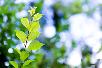 Fototapeta na wymiar Green leaves and bokeh for background